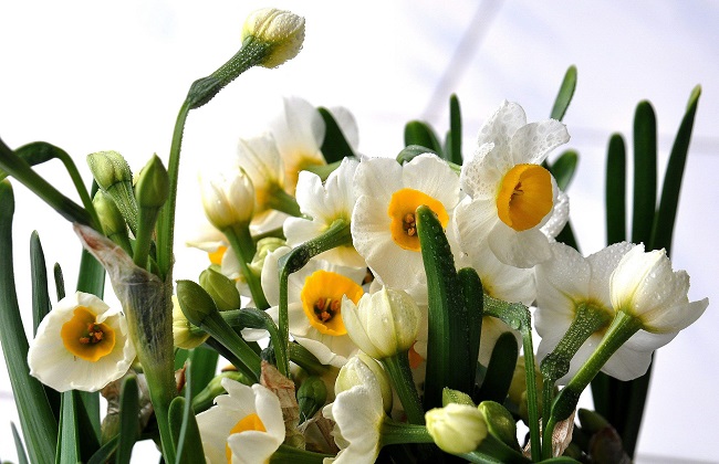 水仙花