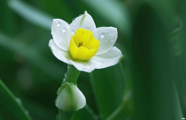 水仙花
