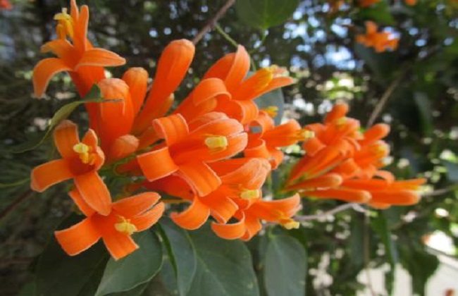 炮仗花