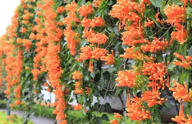 炮仗花