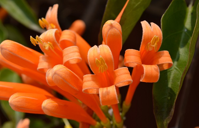 炮仗花