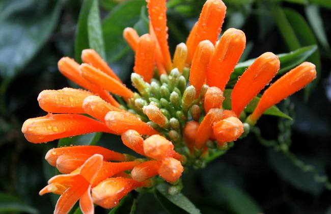 炮仗花