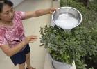 淘米水浇花的正确方式