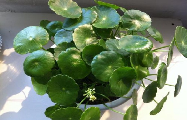 铜钱草