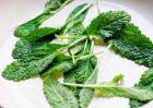 癞蛤蟆草泡水喝的功效与作用