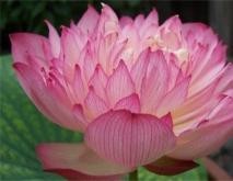 莲花种类及图片大全