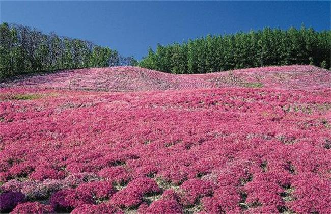 藏红花