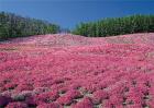 藏红花常见病害及防治方法