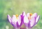 藏红花种类及图片大全