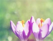 藏红花种类及图片大全