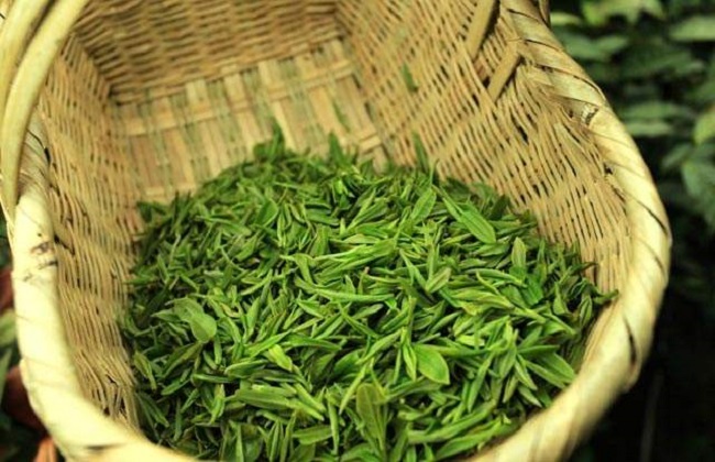 毛尖茶