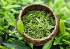 茶叶的品种简介及图片大全