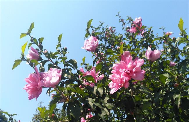 木槿花