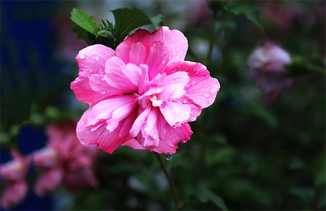 木槿花
