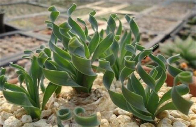 弹簧草