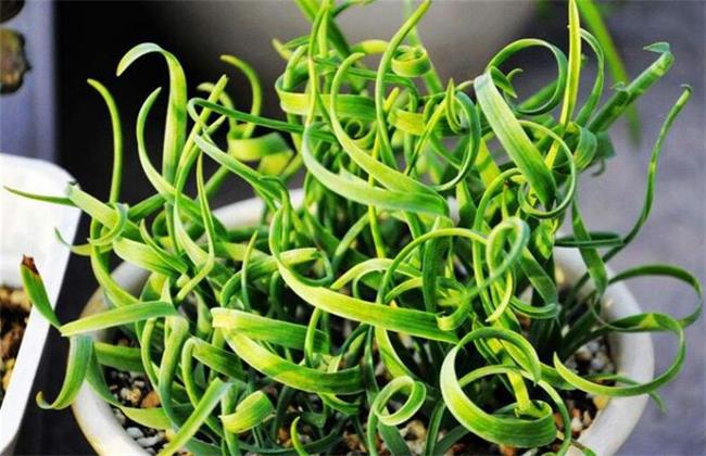 弹簧草