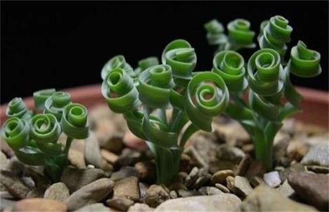 弹簧草