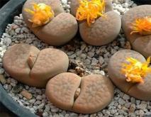 生石花简介