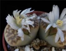 生石花品种及图片大全