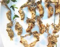 金蝉花的简介及图片大全