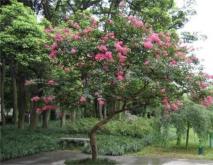 紫薇花简介及图片大全
