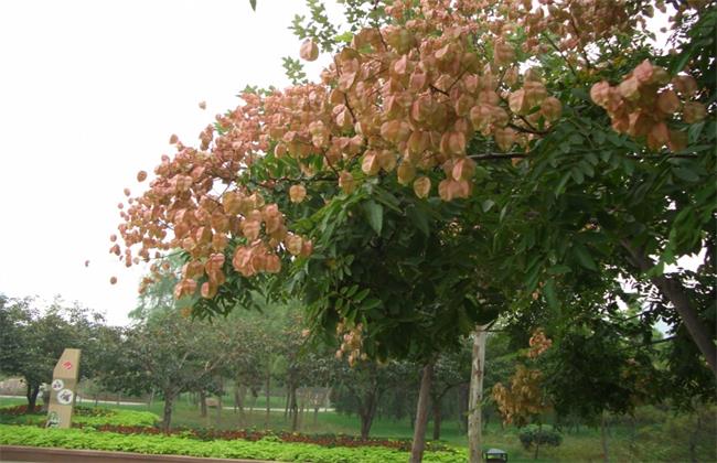 灯笼树