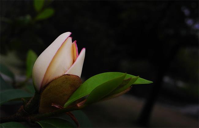 含笑花