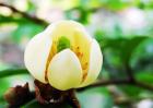 含笑花简介及常见问题