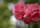 木芙蓉简介及图片大全