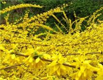 连翘花简介及图片大全