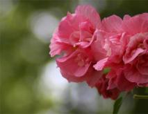 木芙蓉简介及图片大全