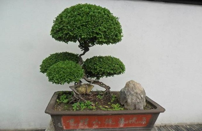 雀梅盆景
