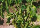 辣椒种植的病虫害图片及防治方法