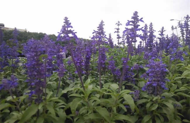 薰衣草