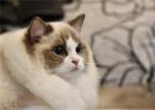 布偶猫饲养方法及注意事项