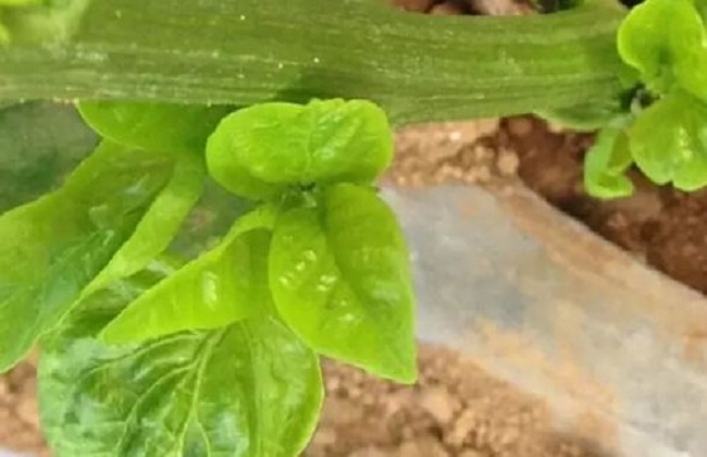 茶黄螨