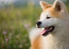 秋田犬和柴犬哪个比较好