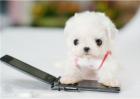 茶杯犬为什么那么容易死