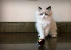布偶猫价格为什么那么贵