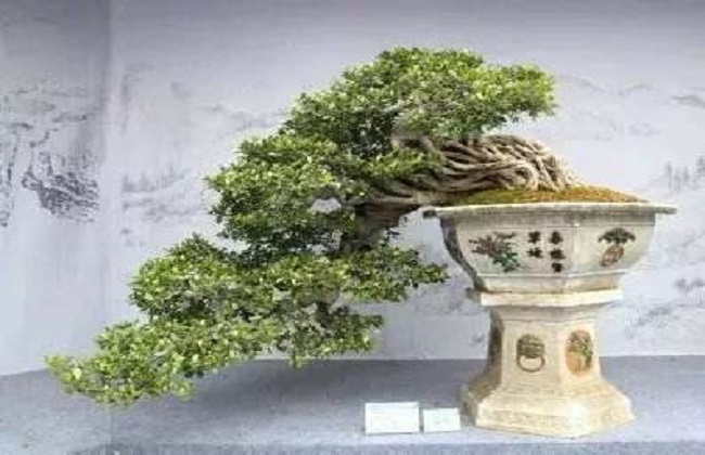 金枝玉叶盆景