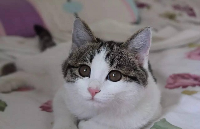 中华田园猫