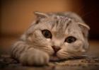 折耳猫有哪些遗传病