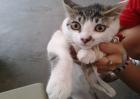 中华田园猫怎么训练一些动作行为