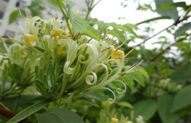 金银花有哪些品种分类