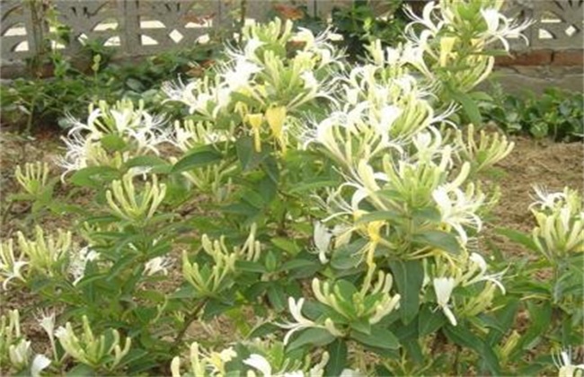 金银花有哪些品种分类