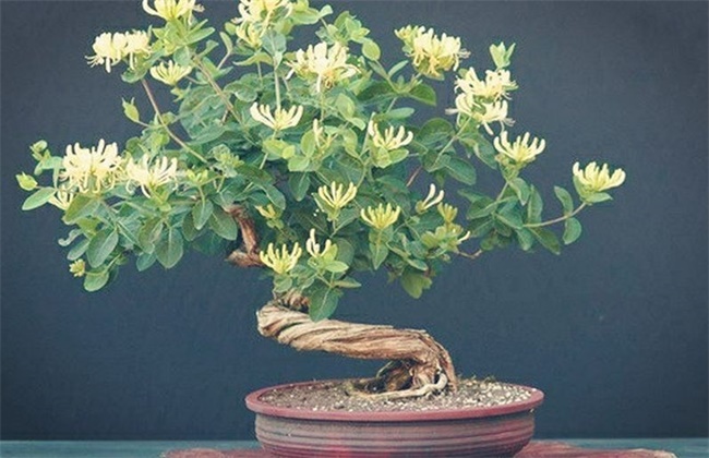 金银花有哪些品种分类