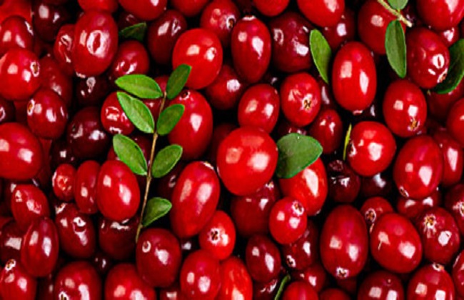 蔓越莓3
