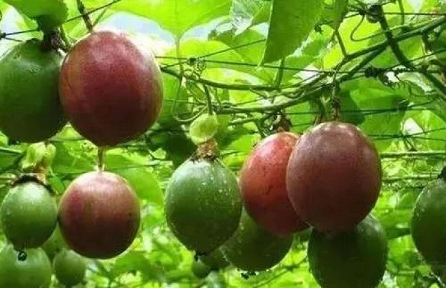 百香果
