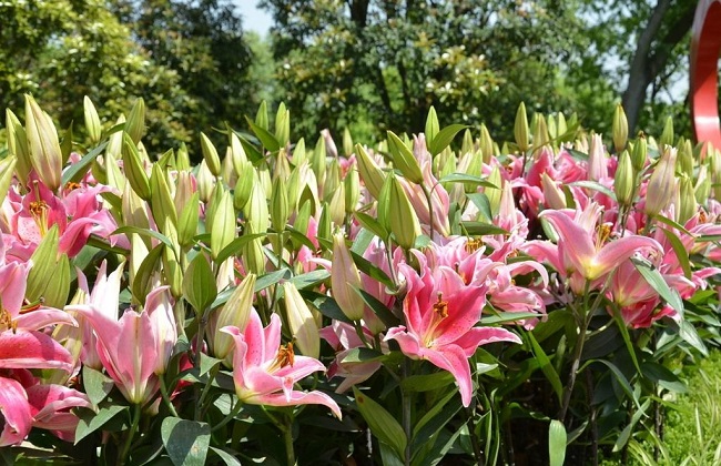 百合花
