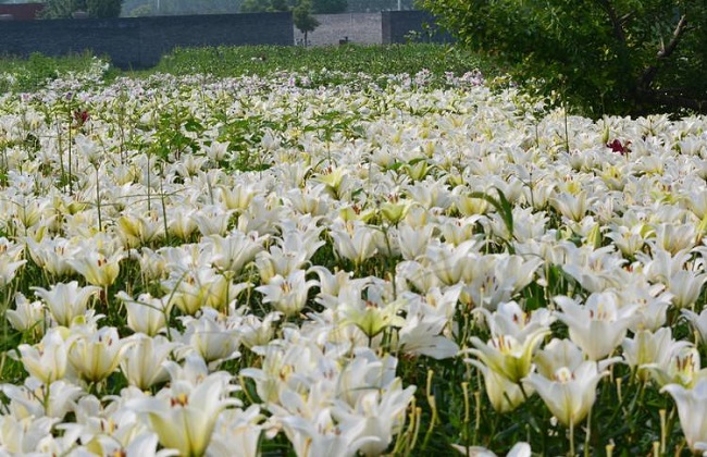 百合花